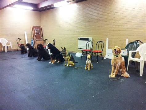 Dog school near me - When compared to the leading service dog trainers online, Dog Academy comes out on top. From a money-back guarantee to 24/7 customer support to AKC-certified trainers, it has everything you need to help your pup become the best PSD possible. When compared to the competition, Dog Academy clearly is the head of the pack.